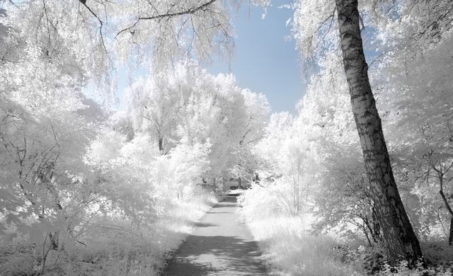 Enchanting Pathway Through Winter Wonderland Forest - Download Free Stock Photos Pikwizard.com