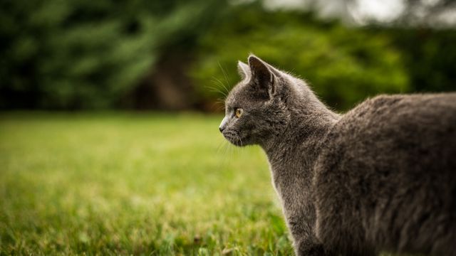 Gray cat stands alert in a lush green garden, seemingly observing something in the distance. Ideal for pet care blogs, nature-themed articles, and veterinary services advertisements. The calm and curious demeanor of the cat adds to its appeal as a representation of domestic life and companionship.