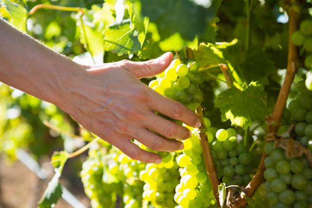 Close-up of a female vintner's hand gently harvesting green grapes in a vineyard. Ideal for use in articles or advertisements related to agriculture, winemaking, organic farming, and viticulture. Perfect for illustrating the grape harvest season, sustainable farming practices, and the winemaking process.