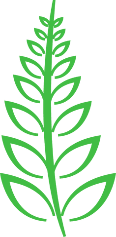 Minimalistic Green Plant Illustration on Transparent Background - Download Free Stock Videos Pikwizard.com