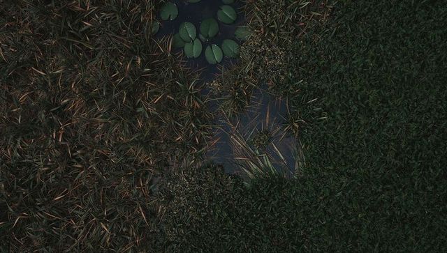 Aerial marsh pond patch revealing lily pads and reed stems nesting among dark grasses