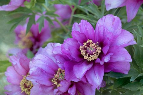 Blooming magenta peony blossoms close-up with golden stamens and soft green foliage