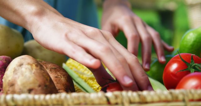 Hands Picking Fresh Vegetables From Harvest Basket - Download Free Stock Images Pikwizard.com