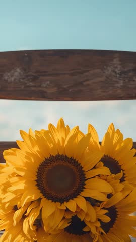 Vertical video sunlit sunflowers on rustic bench with tilting and zooming camera focus