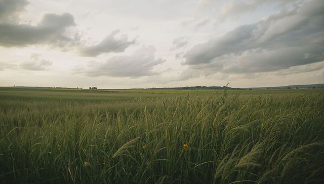 Swaying Wild Grass and Yellow Flowers Stretching Across Overcast Meadow Horizon Landscape