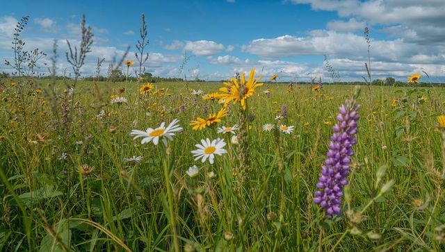 Summer wildflower meadow with daisies, lupine and yellow prairie blooms under blue sky