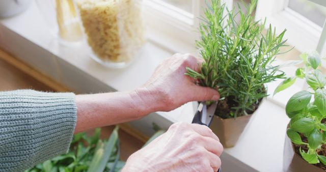 Senior Woman Cutting Fresh Herbs in Kitchen for Dinner - Download Free Stock Images Pikwizard.com