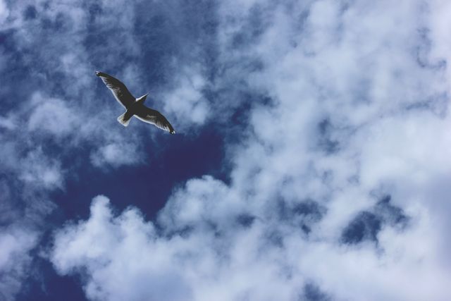 Bird soaring high under a cloudy sky. Ideal for use in nature, freedom, and wildlife-themed designs, environmental campaigns, and inspirational visuals.