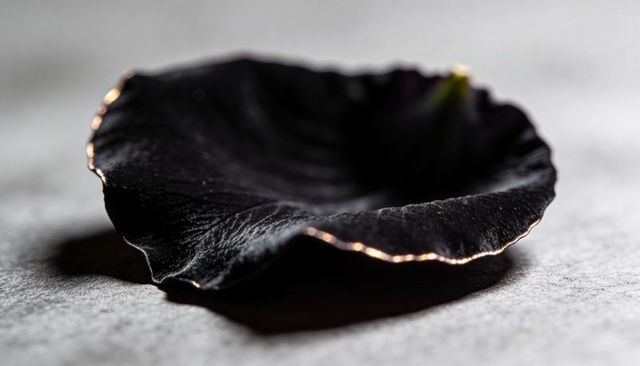 Velvety black flower petal showing rim light and specular highlights macro elegant minimal