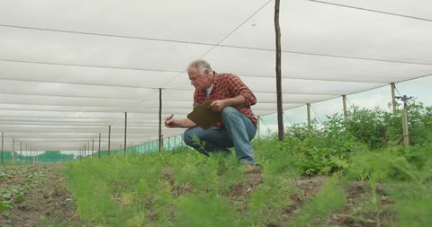 Senior Agricultural Expert Inspecting Crops in Greenhouse Environment