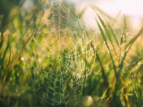 Backlit spiderweb catching morning dew in grass, sparkling macro nature scene golden hour