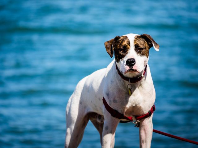 Dog standing on leash by body of water, possibly a lake or ocean, with a clear sky backdrop. Ideal for pet-themed advertisements, outdoor adventure promotions, or social media content related to pets and nature activities.