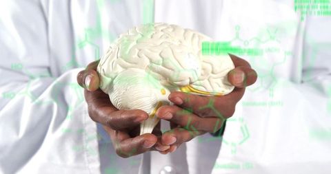 Scientist analyzing brain function with model and digital diagrams