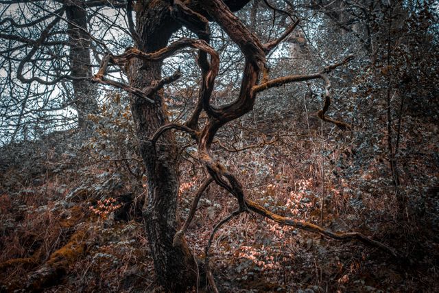 Twisted tree against dark forest background creates an eerie, mysterious atmosphere. Suitable for themes involving nature, mystery, fantasy, or horror. Ideal for book covers, movie posters, background settings for animations or games, and environmental studies.