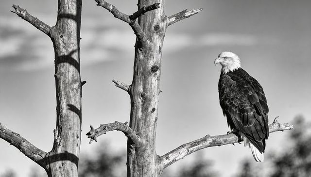 Bald eagle perching on snag surveying forest edge in dramatic black and white silhouette