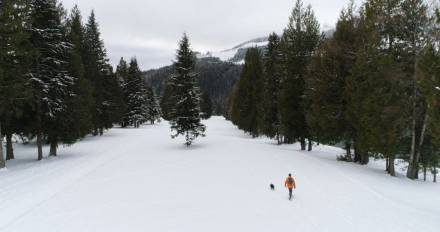 Man hiking with his dog down a snow-covered path, surrounded by tall evergreen trees in a winter forest. Could be used for topics related to outdoor activities, travel, seasonal adventures, pets, or nature exploration. Ideal for promoting winter tourism, outdoor gear, or pet accessories.