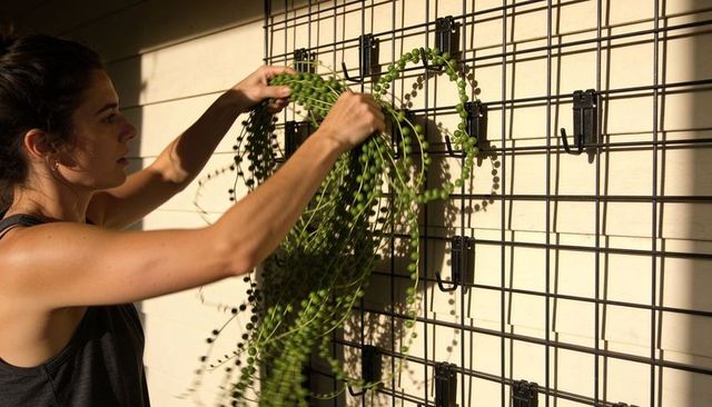 Woman arranging trailing bead-string succulent on outdoor trellis in warm sunlight