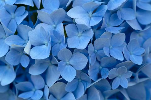 Blue Hydrangea Blooming Close-up Showcasing Soft Petal Texture and Lush Floral Cluster