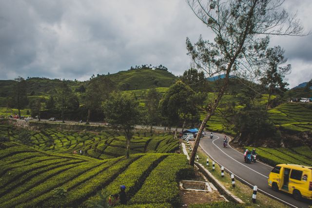 Beautiful image capturing a scenic mountain road surrounded by lush tea plantations and curving roads. Ideal for use in travel blogs, tourism promotions, and advertising campaigns focused on scenic drives and natural beauty. Can be used to highlight rural lifestyles and serene landscapes.