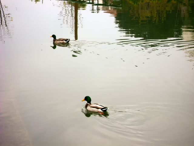 Ducks swimming peacefully in calm water - Download Free Stock Photos Pikwizard.com
