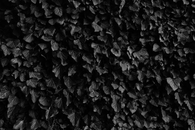 Moody Black-and-White Ivy Leaves Background - Download Free Stock Photos Pikwizard.com