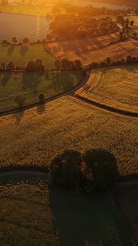 Vertical drone gliding over golden fields at sunset with lake and rural road