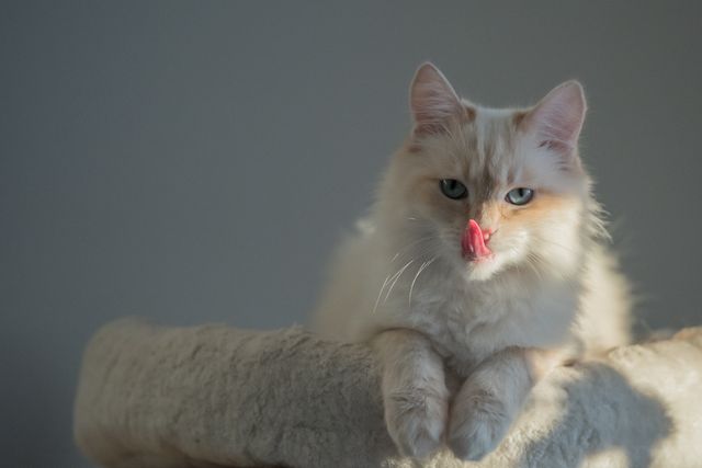 Fluffy White Cat Licking Lips in Sunlight - Download Free Stock Photos Pikwizard.com