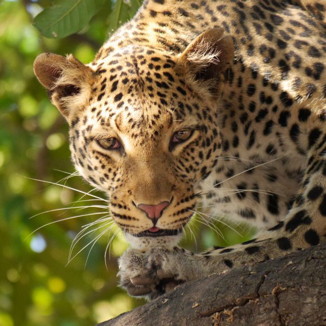 Leopard sits on tree branch with sharp gaze amidst green foliage, showcasing natural hunting instinct. Perfect for wildlife magazines, educational content about big cats, or promoting African safaris.