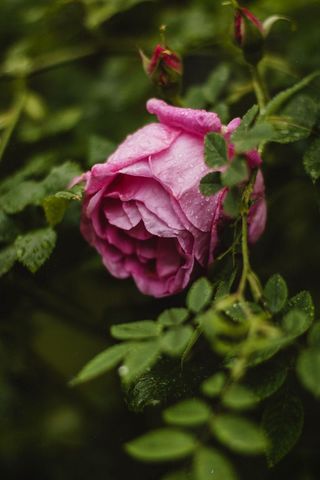 Close up of pink rose with dew on vibrant green leaves