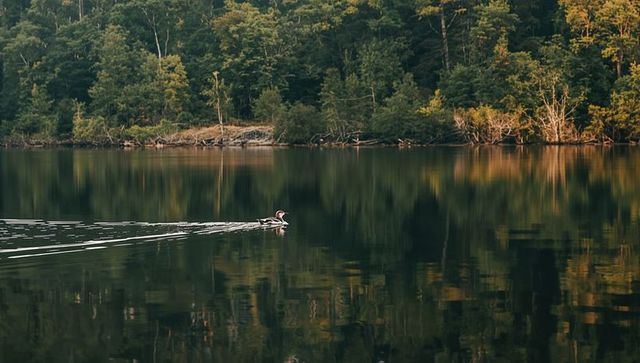 Solitary duck gliding across mirror lake leaving v-shaped wake at golden hour