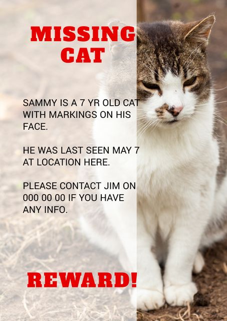 Distressed Cat Missing Poster with Large Reward - Download Free Stock Templates Pikwizard.com