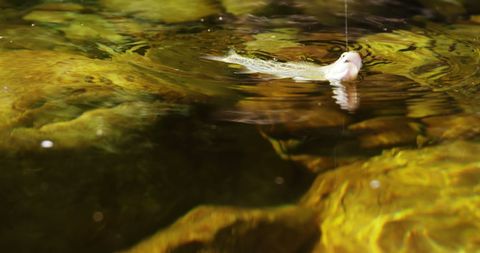 Fish on hook in clear sunlit water highlights successful fishing