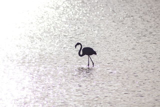 Flamingo walking through shimmering water during daylight creates serene and peaceful scene. Ideal for use in nature magazines, wildlife documentaries, or environmental awareness campaigns, illustrating tranquility of natural habitats.