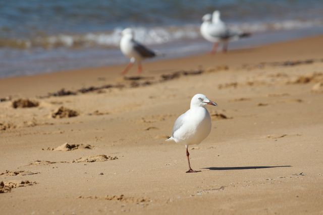 Seagulls Strolling on Sandy Beach by the Ocean - Download Free Stock Photos Pikwizard.com