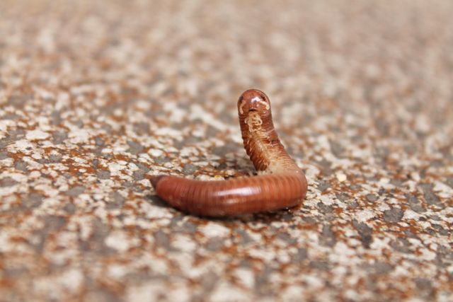 Close-up of Earthworm on Rough Surface Outdoors - Download Free Stock Images Pikwizard.com