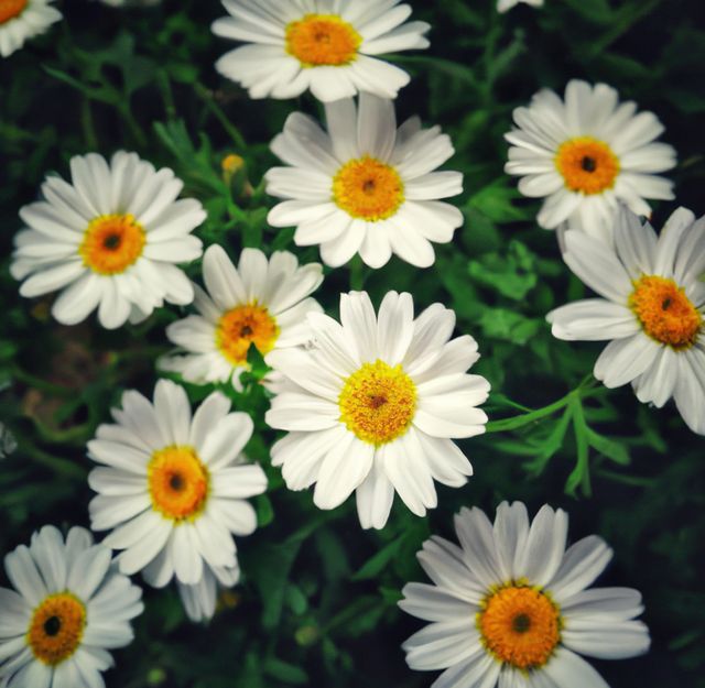 This image, featuring daisies with white petals and yellow centers, can be used for nature-related themes, romantic designs, garden posters, or environmental campaigns. The vibrant greenery provides a fresh, lively backdrop, making it ideal for seasonal promotions, especially spring and summer advertising.