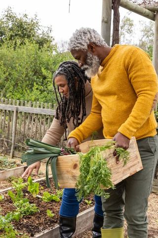 Senior couple harvesting organic vegetables from backyard raised beds holding wooden crate