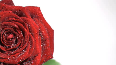 Red Rose Drenched in Water Droplets with White Background