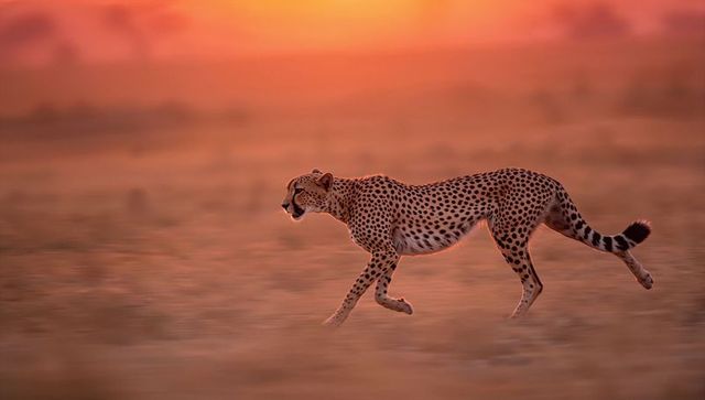 Sprinting cheetah in african savannah at sunset