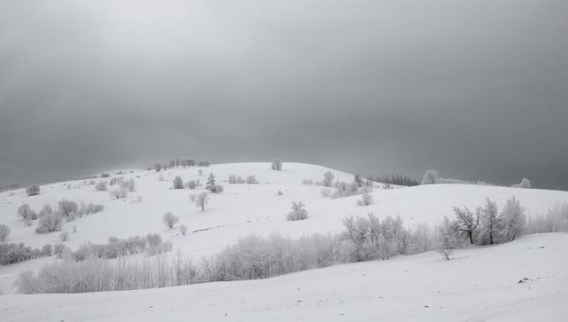 Monochrome winter hillside with frost-covered trees minimal snow landscape