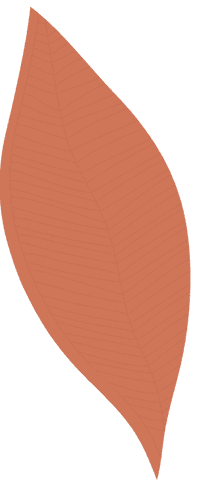 transparent vector orange leaf with distinct vein pattern - Download Free Stock Videos Pikwizard.com