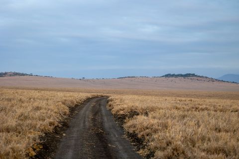 Winding dirt track cutting through golden savanna grassland under cloudy sky