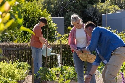 Family gardening together in sunlit backyard raised beds harvesting herbs and vegetables