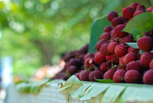 Fresh Litchi Fruits Arranged on a Table Outdoors in Natural Setting - Download Free Stock Photos Pikwizard.com