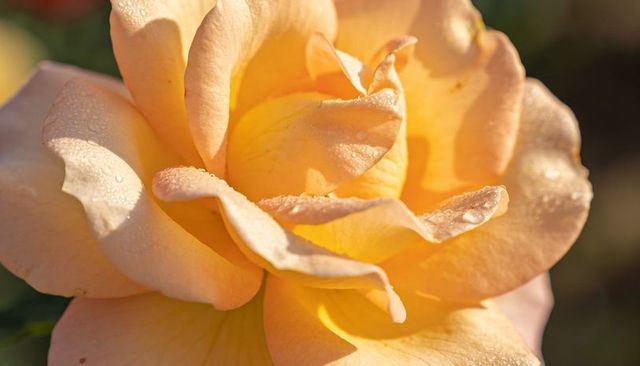 Sunlit peach rose blooming with dewy layered petals macro closeup for floral design