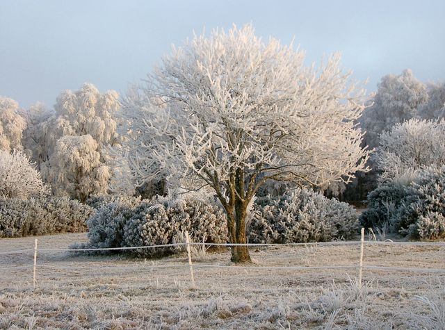 Frost-covered tree stands in a rural landscape at sunrise. Surrounding fields and bushes are blanketed in snow, creating a serene and peaceful winter scene. Ideal for use in nature-related content, winter-themed projects, or holiday greetings.