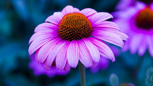 Close-up of purple coneflower blooming in a garden. Perfect for themes related to nature, gardening, and floral beauty. Ideal for websites, blog posts, or social media promoting outdoor activities, gardening tips, and floral arrangements.