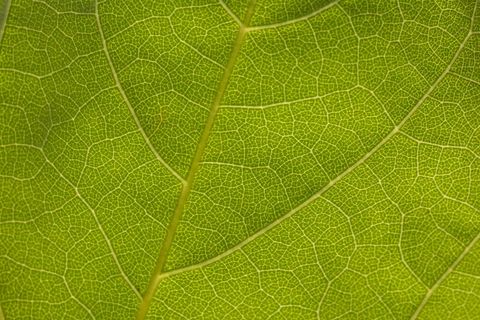 Backlit green leaf vein network revealing intricate cellular texture and pattern