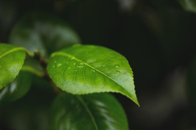 Close-up green leaves with water droplets, background