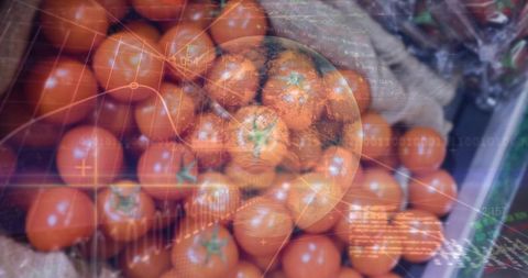 Digital produce monitoring: ripe tomatoes with hud overlay for food supply insights